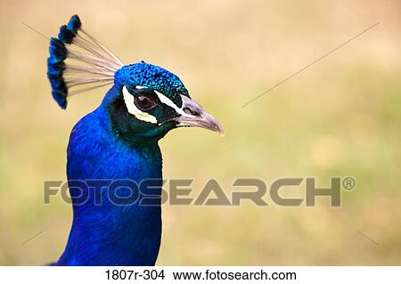 Close-up of a peacock View Large Photo Image Picture - Close-up of a peacock. Fotosearch