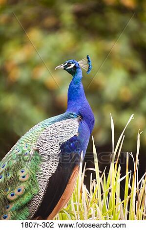Stock Image - Close-up of a peacock. Fotosearch