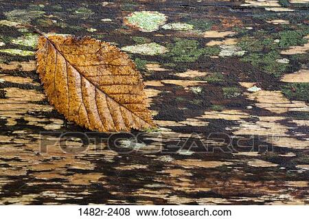 Stock Photo - Close-up of an autumn leaf on a log. Fotosearch