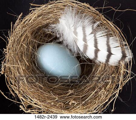 Close-up of an egg in a nest View Large Photo Image Stock Photo - Close-up of an egg in a nest. Fotosearch