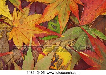 Close-up of autumn leaves View Large Photo Image Stock Photography - Close-up of autumn leaves. Fotosearch
