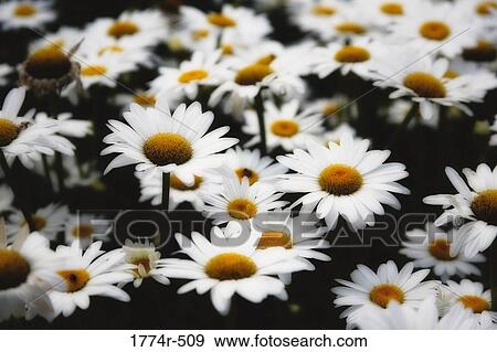 Close-up of Common Daisy (Bellis perennis) flowers View Large Photo Image Stock Photo - Close-up of Common Daisy (Bellis perennis) flowers. Fotosearch