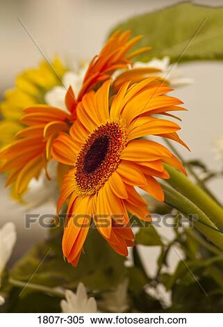 Stock Photography - Close-up of Gerbera daisy flowers. Fotosearch