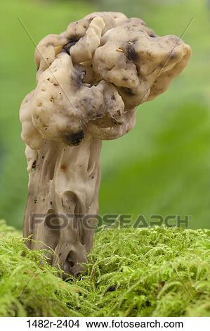 Close-up of Helvella mushroom, Seabeck, Washington State, USA View Large Photo Image Picture - Close-up of Helvella mushroom, Seabeck, Washington State, USA. Fotosearch