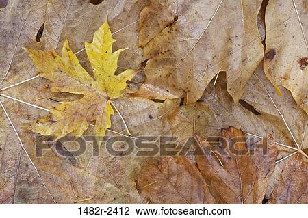 Close-up of maple leaves View Large Photo Image Stock Image - Close-up of maple leaves. Fotosearch