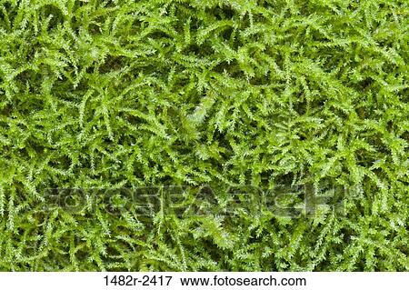 Close-up of moss, Guillemot Cove Nature Reserve, Seabeck, Kitsap County, Washington State, USA View Large Photo Image Stock Photo - Close-up of moss, Guillemot Cove Nature Reserve, Seabeck, Kitsap County, Washington State, USA. Fotosearch
