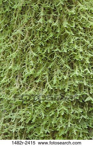 Stock Photography - Close-up of moss, Guillemot Cove Nature Reserve, Seabeck, Kitsap County, Washington State, USA. Fotosearch