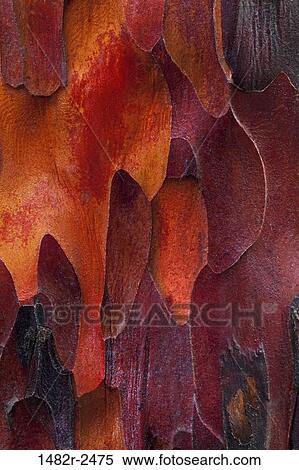 Stock Photography - Close-up of Pacific Yew Bark (taxus brevifolia). Fotosearch