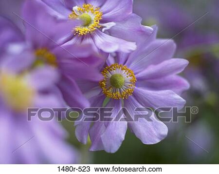 Close-up of purple Anemone blanda flowers View Large Photo Image Stock Image - Close-up of purple Anemone blanda flowers. Fotosearch