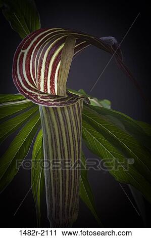Cobra Lily (arisaema consanguineum) know as Jack in the Pulpit View Large Photo Image Stock Image - Cobra Lily (arisaema consanguineum) know as Jack in the Pulpit. Fotosearch