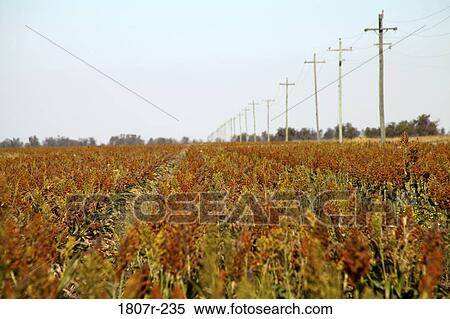 Corn field with telegraph posts View Large Photo Image Stock Photography - Corn field with telegraph posts. Fotosearch