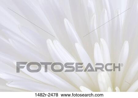 Detail of a Chrysanthemum flower View Large Photo Image Stock Photo - Detail of a Chrysanthemum flower. Fotosearch