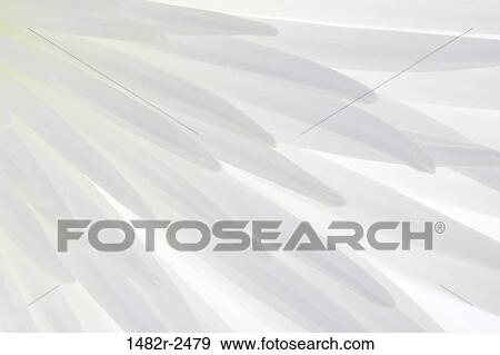 Detail of a Chrysanthemum flower View Large Photo Image Stock Photo - Detail of a Chrysanthemum flower. Fotosearch
