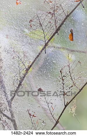 Picture - Dew drops in tent caterpillar's nest, Guillemot Cove Nature Reserve, Seabeck, Kitsap County, Washington State, USA. Fotosearch