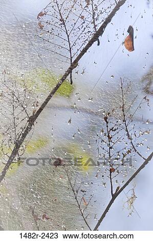 Stock Image - Dew drops in tent caterpillar's nest, Guillemot Cove Nature Reserve, Seabeck, Kitsap County, Washington State, USA. Fotosearch