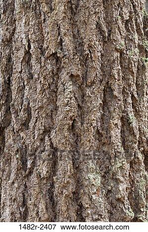 Stock Photo - Douglas Fir (Pseudotsuga menziesii) bark. Fotosearch