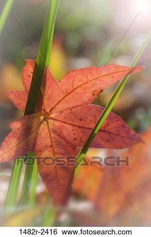 Stock Photograph - Fallen maple leaf on a plant, Guillemot Cove Nature Reserve, Seabeck, Kitsap County, Washington State, USA. Fotosearch