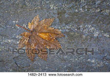 Fallen Vine maple leaf on a stone View Large Photo Image Stock Image - Fallen Vine maple leaf on a stone. Fotosearch