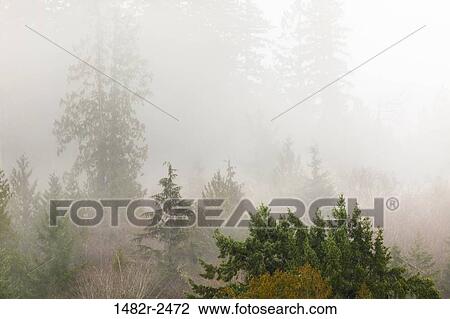 Stock Image - Fog over a forest, Hood Canal, Seabeck, Kitsap County, Washington State, USA. Fotosearch