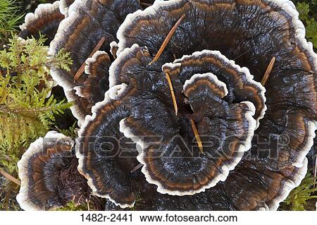 Stock Image - Fungus. Fotosearch