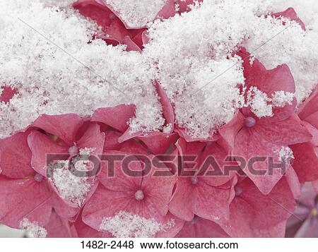 Hydrangea blossoms after an early snow View Large Photo Image Stock Photo - Hydrangea blossoms after an early snow. Fotosearch