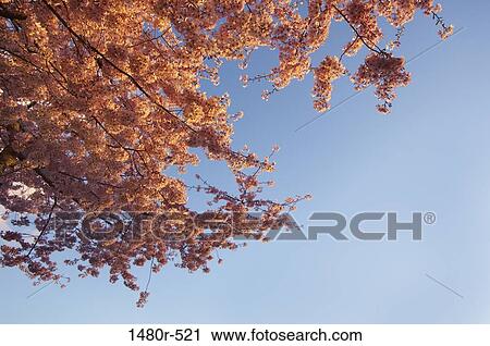 Low angle view of a cherry tree View Large Photo Image Stock Image - Low angle view of a cherry tree. Fotosearch