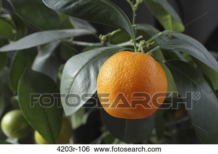 Stock Photograph - Orange growing on a tree. Fotosearch
