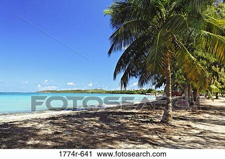 Palm trees on the beach, Seven Seas Beach, Culebra Island, Fajardo, Puerto Rico View Large Photo Image Stock Image - Palm trees on the beach, Seven Seas Beach, Culebra Island, Fajardo, Puerto Rico. Fotosearch