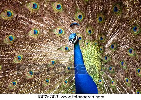 Stock Image - Peacock displaying plumage. Fotosearch