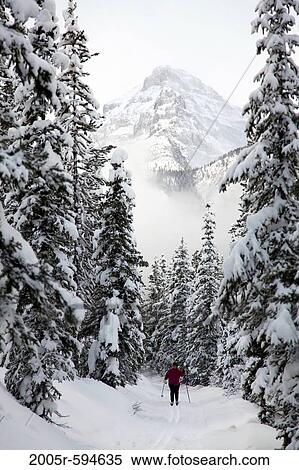 Person skiing through a snow covered trail with Mount Whyte in the background, Banf National Park, Alberta, Canada View Large Photo Image Stock Photography - Person skiing through a snow covered trail with Mount Whyte in the background, Banf National Park, Alberta, Canada. Fotosearch