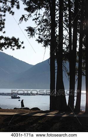 Person standing at the lakeside, Pinecrest Lake, Stanislaus National Forest, Tuolumne County, California, USA View Large Photo Image Stock Image - Person standing at the lakeside, Pinecrest Lake, Stanislaus National Forest, Tuolumne County, California, USA. Fotosearch