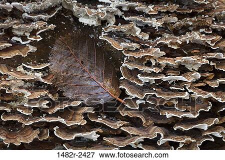 Stock Photo - Polyporus Versicolor fungus on Alder tree, Hansville, Kitsap County, Washington State, USA. Fotosearch