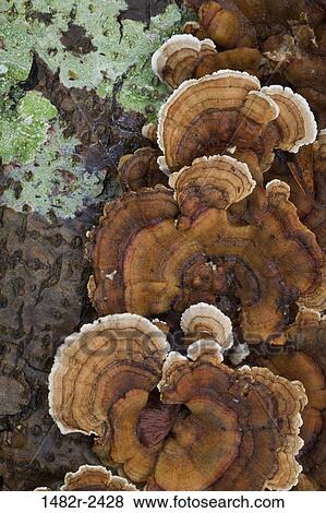 Polyporus Versicolor fungus on Alder tree, Hansville, Kitsap County, Washington State, USA View Large Photo Image Stock Photo - Polyporus Versicolor fungus on Alder tree, Hansville, Kitsap County, Washington State, USA. Fotosearch