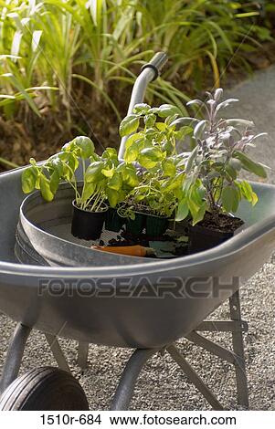 Potted plants on a wheelbarrow on a garden path, Tauranga, New Zealand View Large Photo Image Picture - Potted plants on a wheelbarrow on a garden path, Tauranga, New Zealand. Fotosearch