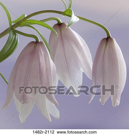 Shirui Lily or Siroi lily (Lilium mackliniae) View Large Photo Image Stock Image - Shirui Lily or Siroi lily (Lilium mackliniae). Fotosearch