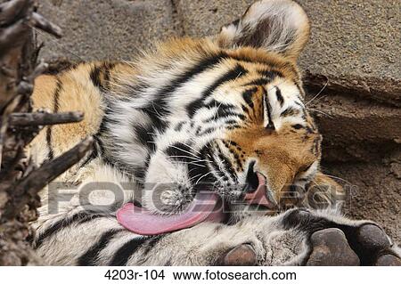 Siberian tiger (Panthera tigris altaica) licking and washing itself View Large Photo Image Picture - Siberian tiger (Panthera tigris altaica) licking and washing itself. Fotosearch