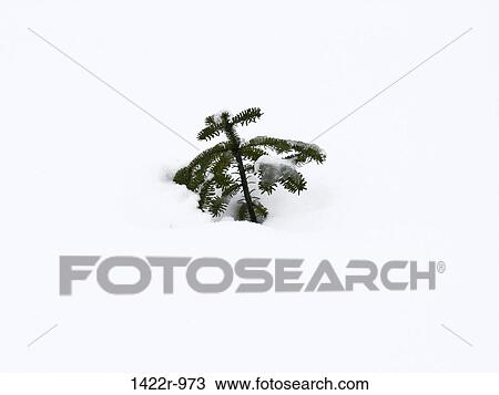 Small green tree peeking through a covering of snow View Large Photo Image Stock Image - Small green tree peeking through a covering of snow. Fotosearch