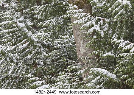 Snow covered Western Red cedar tree trunk View Large Photo Image Stock Photo - Snow covered Western Red cedar tree trunk. Fotosearch