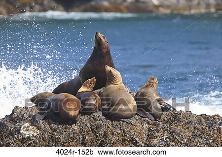 Steller Sea lions (Eumetopias jubatus) resting on a coast, Inside Passage, Icy Strait, Alaska, USA View Large Photo Image Stock Image - Steller Sea lions (Eumetopias jubatus) resting on a coast, Inside Passage, Icy Strait, Alaska, USA. Fotosearch