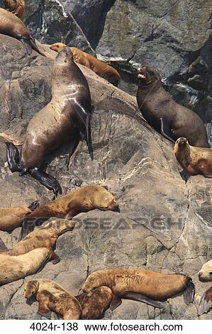 Stock Photo - Steller Sea lions (Eumetopias jubatus) resting on a coast, Inside Passage, Icy Strait, Alaska, USA. Fotosearch