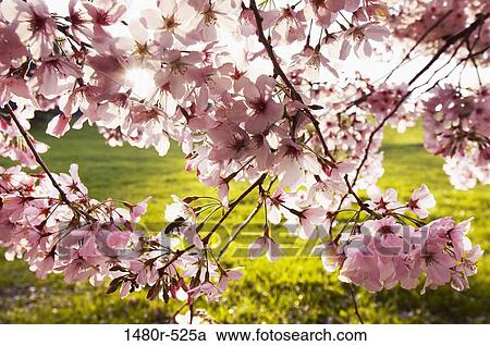 Sunlight shining through petals of cherry blossoms View Large Photo Image Stock Image - Sunlight shining through petals of cherry blossoms. Fotosearch