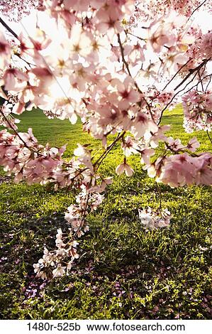 Sunlight shining through petals of cherry blossoms View Large Photo Image Stock Image - Sunlight shining through petals of cherry blossoms. Fotosearch