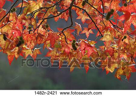 Sweet gum leaves glowing in sun, Guillemot Cove Nature Reserve, Seabeck, Kitsap County, Washington State, USA View Large Photo Image Stock Image - Sweet gum leaves glowing in sun, Guillemot Cove Nature Reserve, Seabeck, Kitsap County, Washington State, USA. Fotosearch