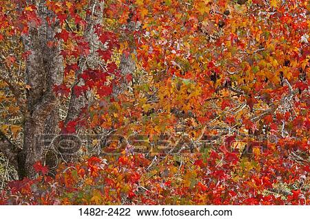 Stock Image - Sweet gum leaves glowing in sun, Guillemot Cove Nature Reserve, Seabeck, Kitsap County, Washington State, USA. Fotosearch