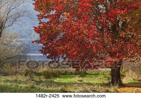 Sweet gum tree in a field, Guillemot Cove Nature Reserve, Seabeck, Kitsap County, Washington State, USA View Large Photo Image Stock Photography - Sweet gum tree in a field, Guillemot Cove Nature Reserve, Seabeck, Kitsap County, Washington State, USA. Fotosearch