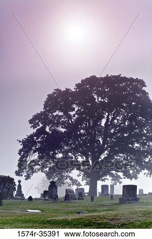 Tree in a cemetery, Willamette Valley, Oregon, USA View Large Photo Image Stock Image - Tree in a cemetery, Willamette Valley, Oregon, USA. Fotosearch