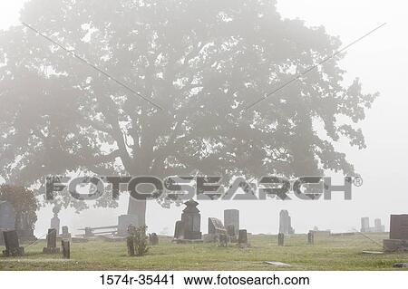 Tree in a cemetery, Willamette Valley, Oregon, USA View Large Photo Image Stock Image - Tree in a cemetery, Willamette Valley, Oregon, USA. Fotosearch