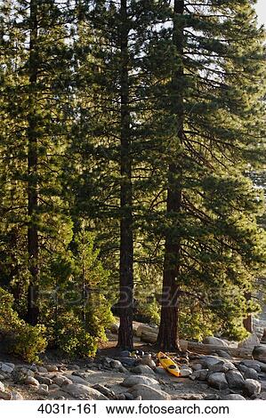 Trees in a forest, Pinecrest Lake, Stanislaus National Forest, Tuolumne County, California, USA View Large Photo Image Stock Image - Trees in a forest, Pinecrest Lake, Stanislaus National Forest, Tuolumne County, California, USA. Fotosearch