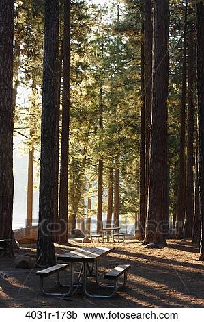 Trees in a forest, Pinecrest Lake, Stanislaus National Forest, Tuolumne County, California, USA View Large Photo Image Stock Image - Trees in a forest, Pinecrest Lake, Stanislaus National Forest, Tuolumne County, California, USA. Fotosearch