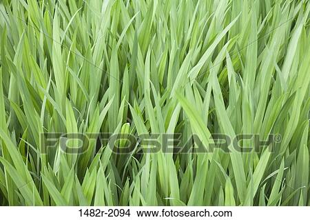 USA, Washington, Bainbridge Island, Bloedel Reserve, green foliage View Large Photo Image Picture - USA, Washington, Bainbridge Island, Bloedel Reserve, green foliage. Fotosearch